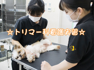 トリマー科　保定の授業☆